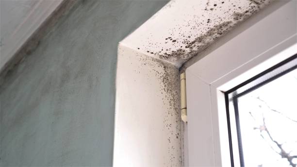 Crawl Space Mold Removal in Battlefield, MO