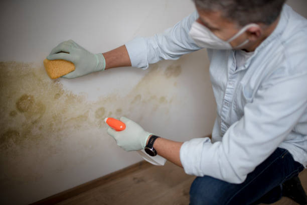 Best Commercial Mold Removal  in Battlefield, MO