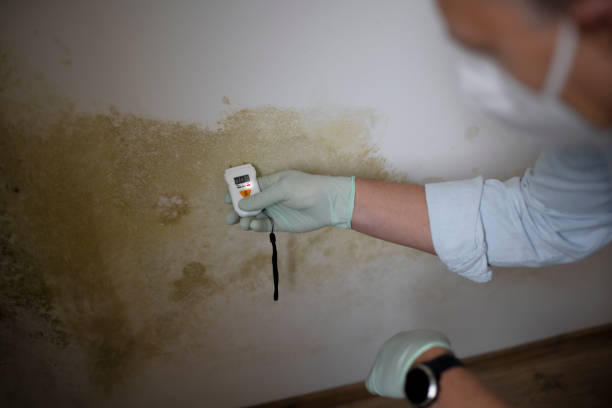 Office Mold Removal Services in Battlefield, MO