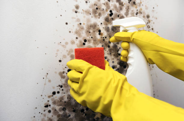 Best Toxic Mold Removal  in Battlefield, MO